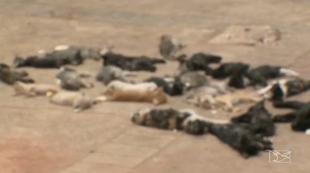 Cerca de 30 gatos foram mortos durante ataque