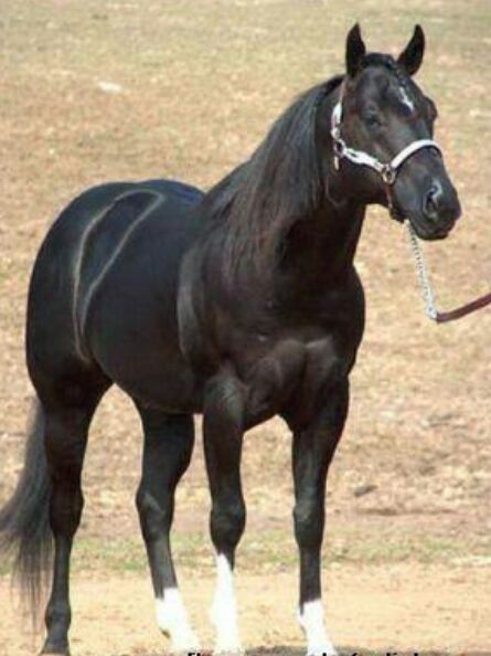 Cavalo do filho do prefeito de Dom Pedro-MA