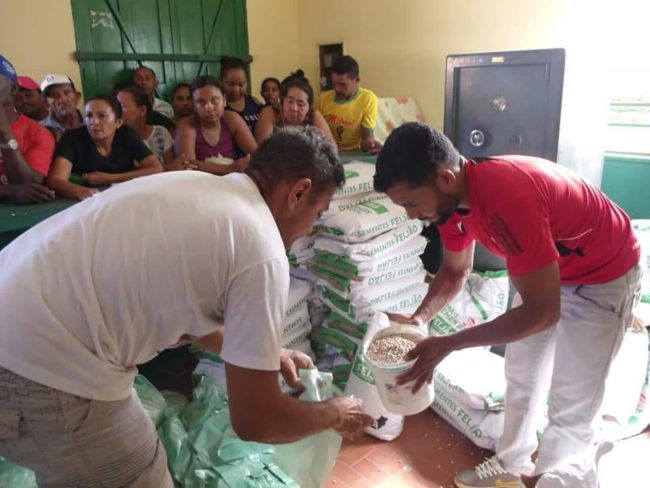 Funcionários fazem distribuição de semente de feijão como consumo para população de Benedito Leite