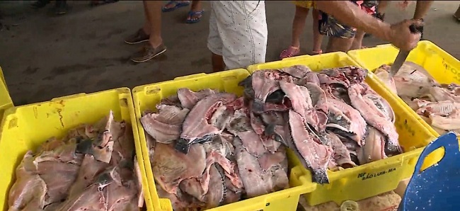 Pescadores acumulam prejuízo por conta de 'fake news' em São Luís